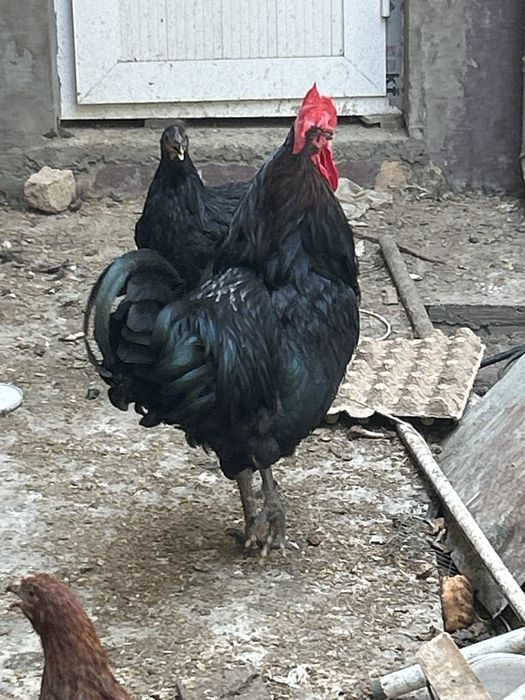Продаетса курочки петухи уже нессуть яйцо