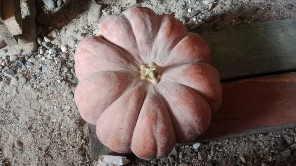 продам тыкву домашняя