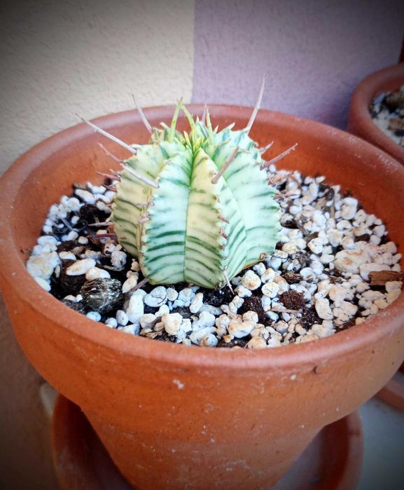 Cactus foarte rar in culori verde si alb/galben, Euphorbia Variegated