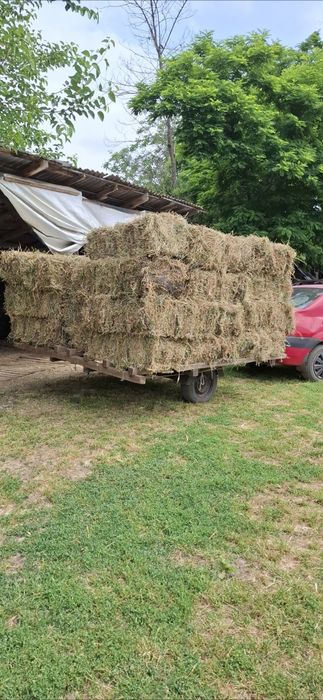 Baloti lucernă cu iarbă prima coasă