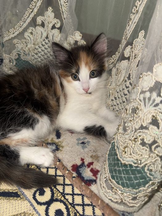 Бесплатно  отдаю в добрые руки