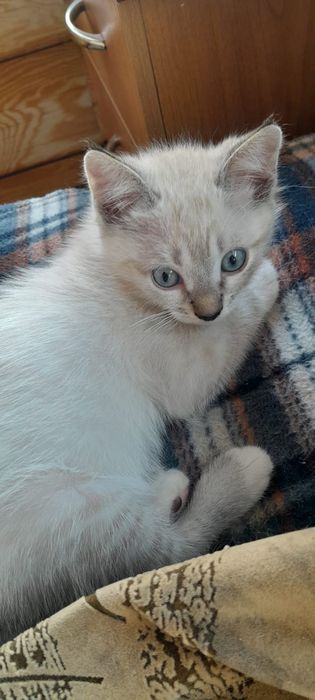 Котята для удачи!