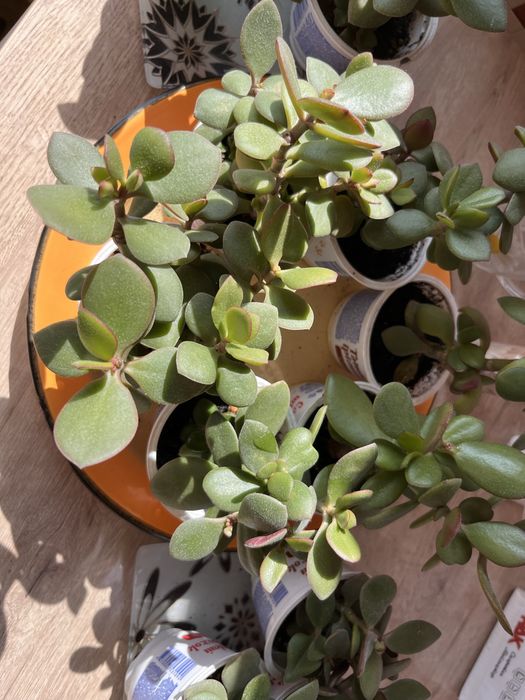 Денежное дерево, толстянка от 500 тг.