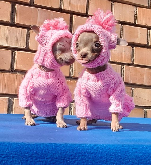 Готовятся к продаже щенки  Русского  Тойтерьера