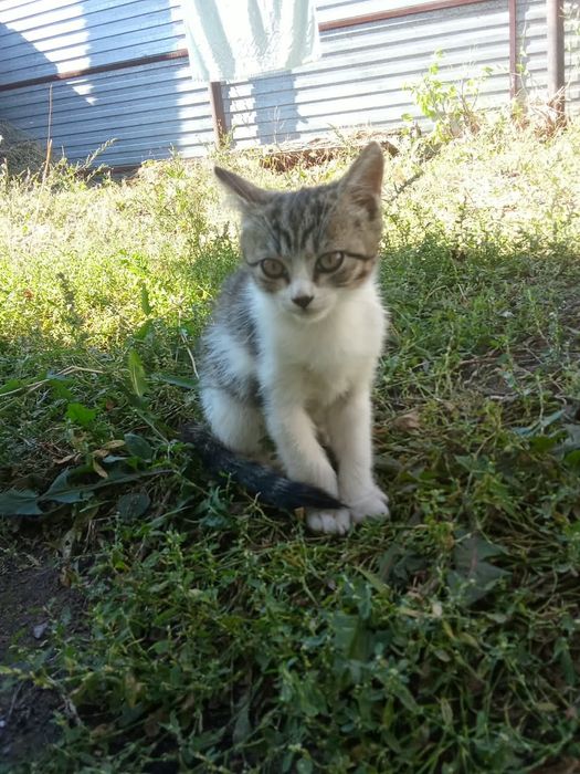 Котенок мальчик бесплатно