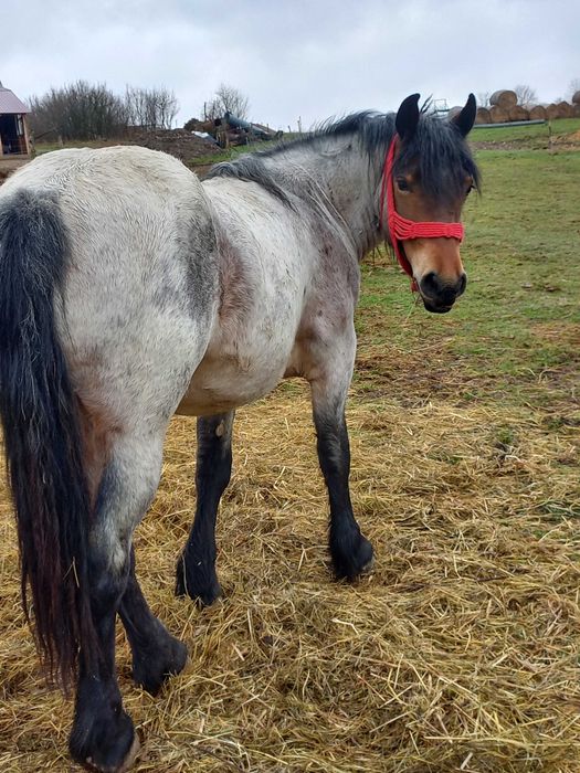 De vanzare iapa  de 2nai