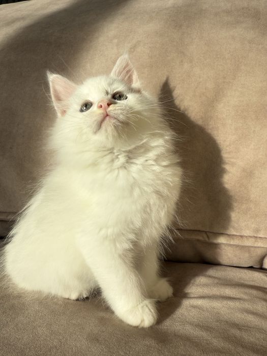 Продаются Котята Мейн-кун  от 150000тг