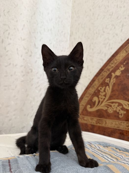 черный кот в добрые руки