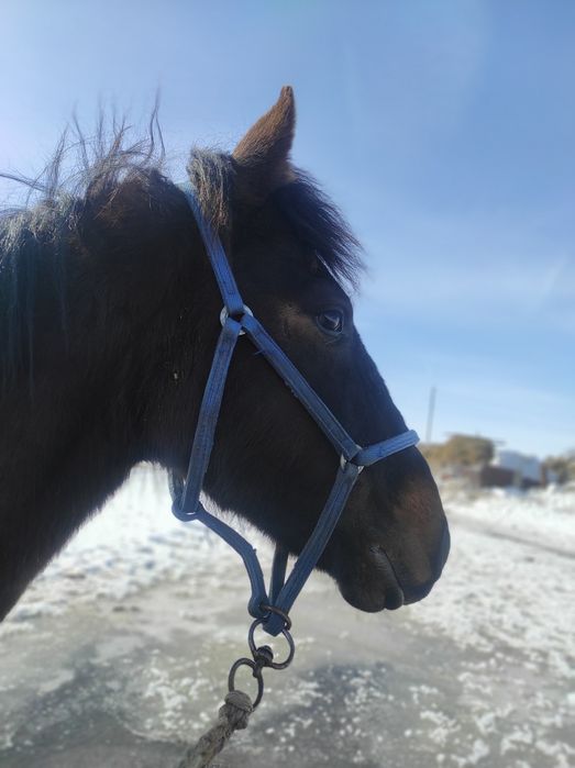 Құнан полукровка