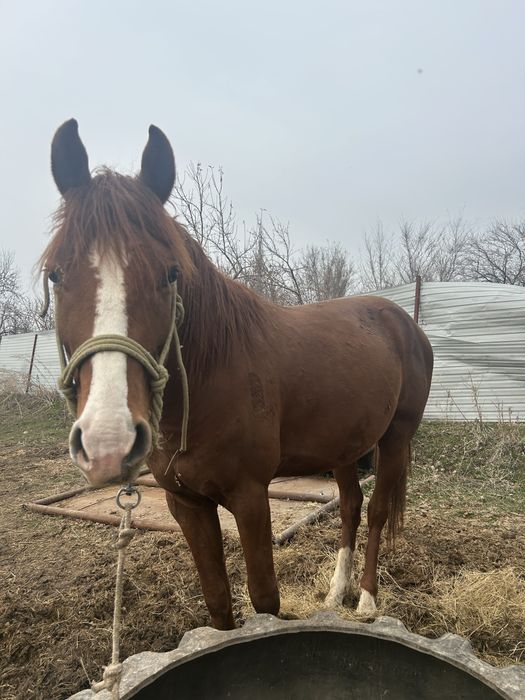 Араб пен Акалтеке шатыс