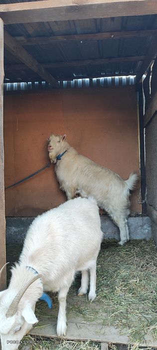 Пародисты Козёл и Каза