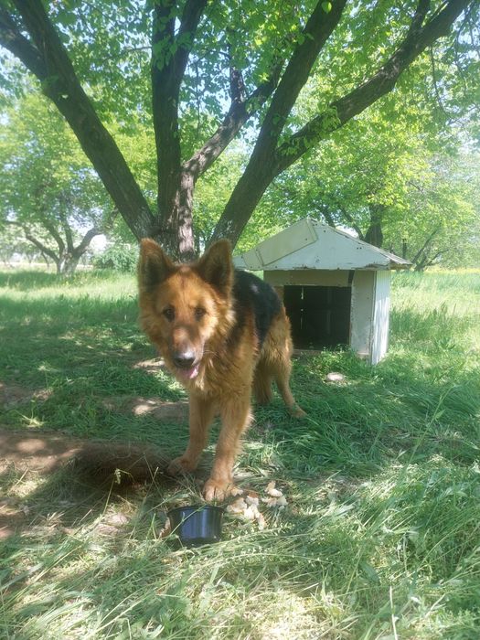 Afcharka it sotiladi