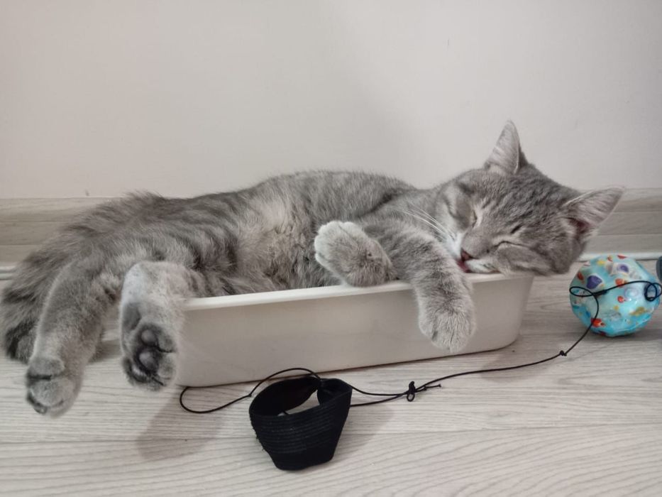 Отдам котёнка в добрые руки