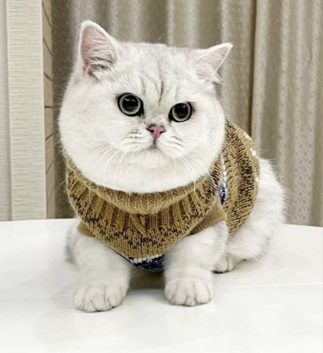 Продам кошку британская шиншилла