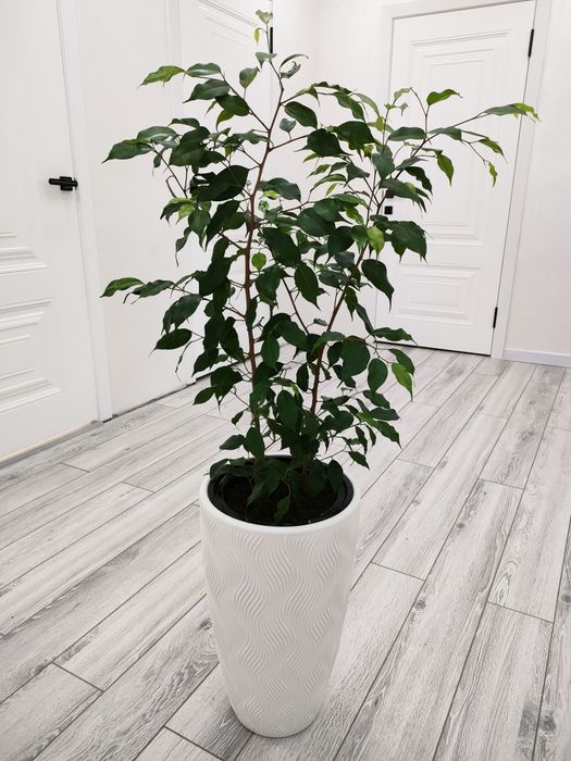 Растения для дома, офиса,школ. Доставка