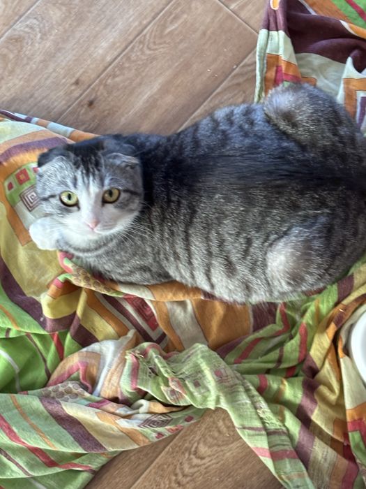 Отдам в хорошие руки.