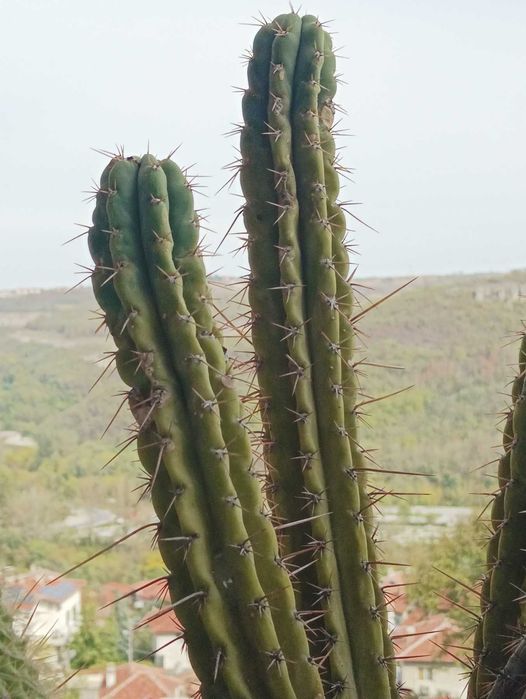 Кактуси трихоцереус Сан Педро