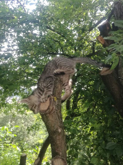 2 motanei - adopție
