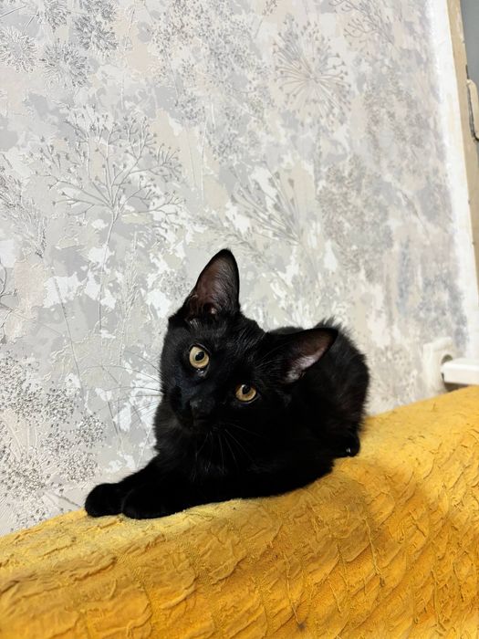 Котята бесплатно