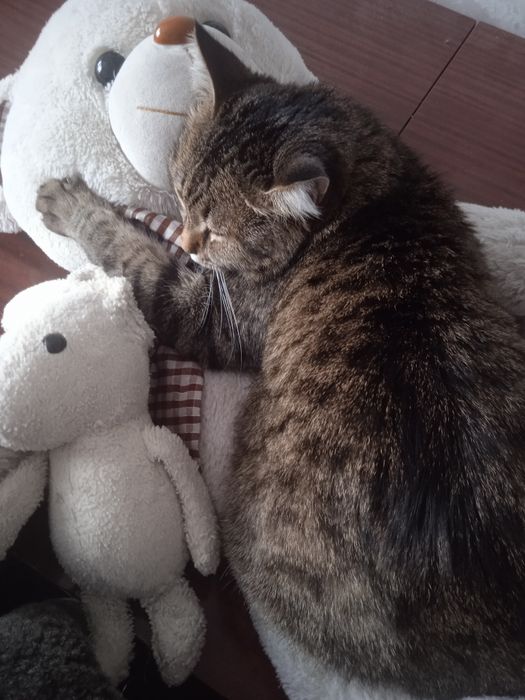 Кошечка,стерилизованая,отдадим