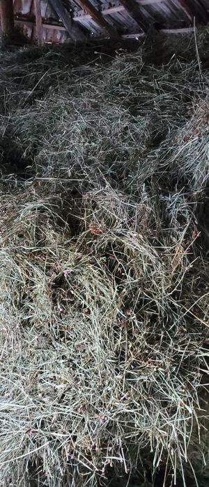 Fan de gradina cu ghizdei