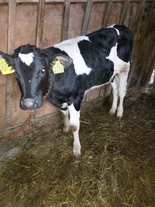 Tauras semi-intarcat