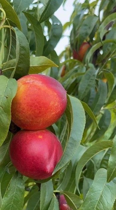 Nectarin (Soiul Venus )