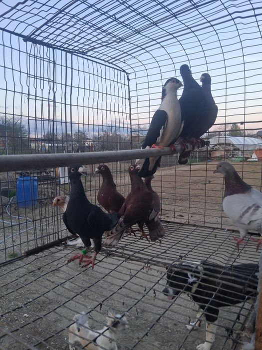 Porumbei  de ornament de vanzare