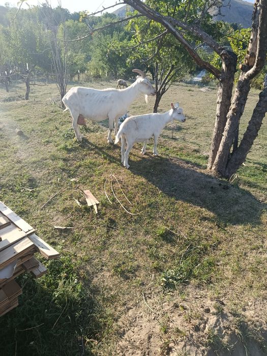 Продам заанинских козлят!