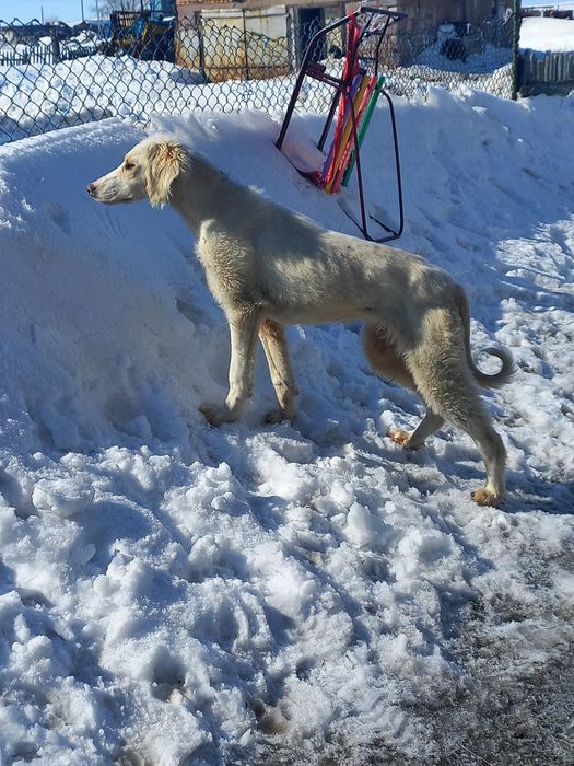 Продам Шенка Тазы