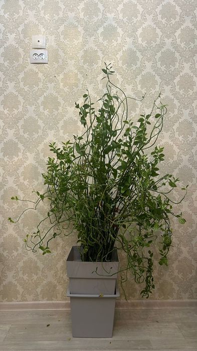 Гүл сатылады ...