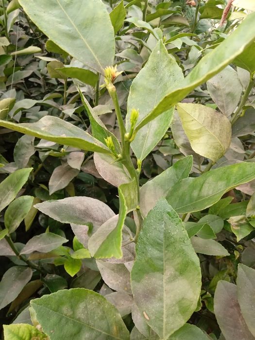 Limon Navi Miyer ko‘chatlari