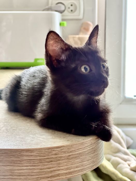 Кошечка Лилит ищет дом
