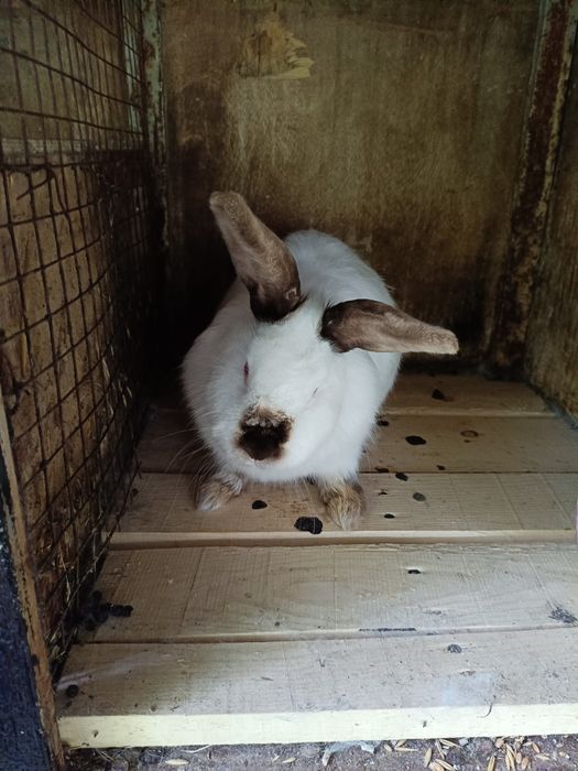 Продам кролчиху 1.2 года