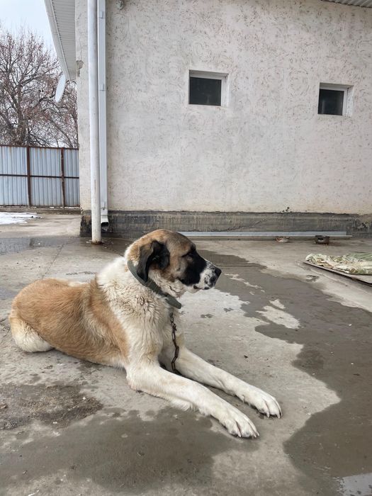 Собака, Төбет ит сатылады