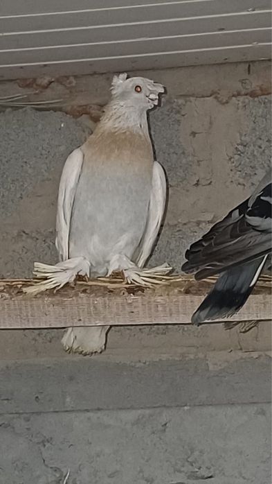 Продам голубей Шымкент