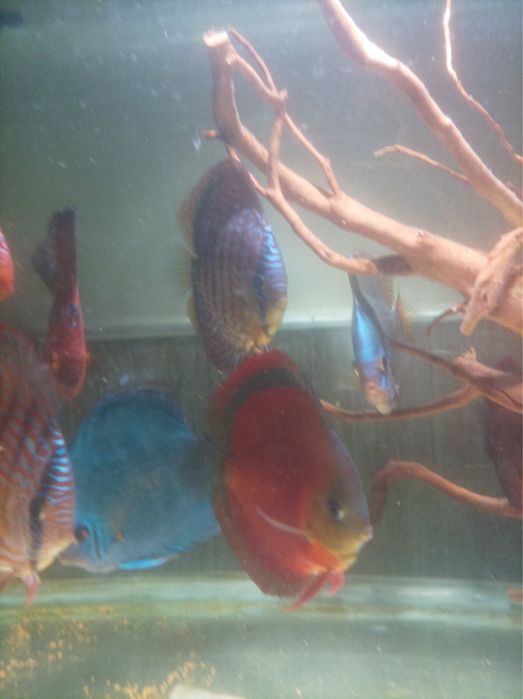 Дискуси Пиджън, червен тюркоаз и ред ковър