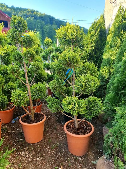 Tuia, ienupar tarator, pon pon, palmier, spiralata, cedru