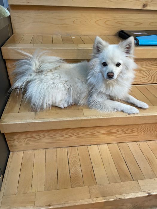 Женско Кученце Чери