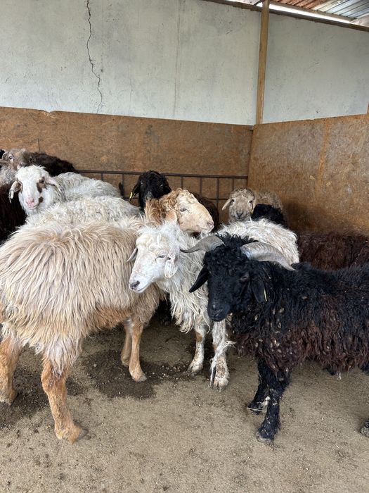 10 бас еркек токты сатылады