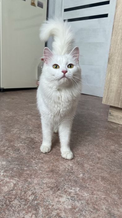 Кошечка в поисках дома