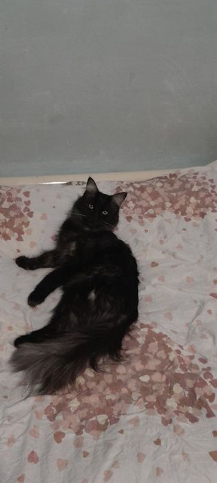 Хадяга мушук бервораман