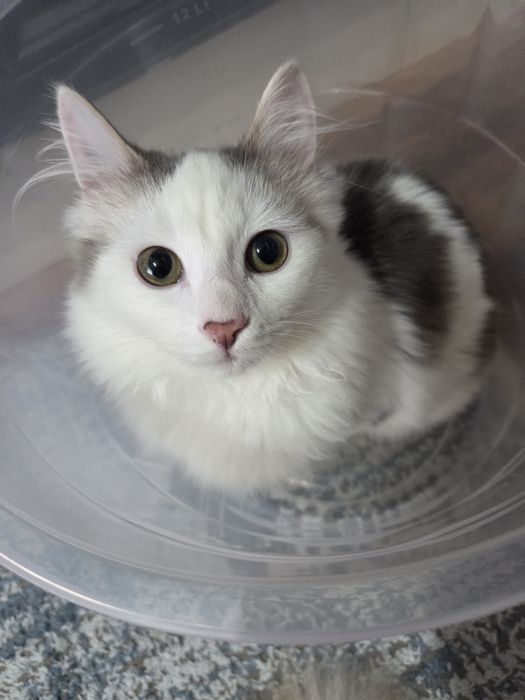Киса ищет любящую семью.