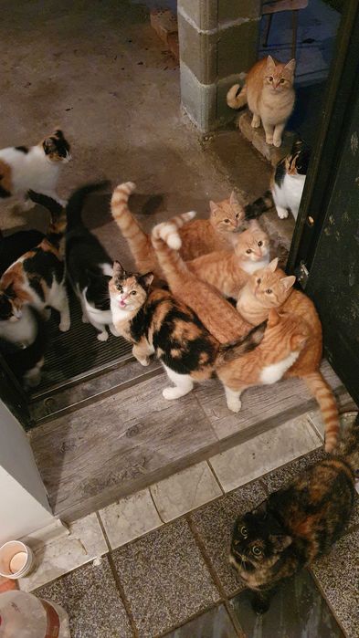 Рижави котета на 6 мес. търсят дом