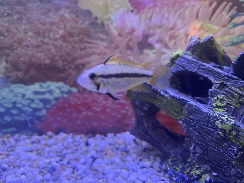 Апистограмма агассица