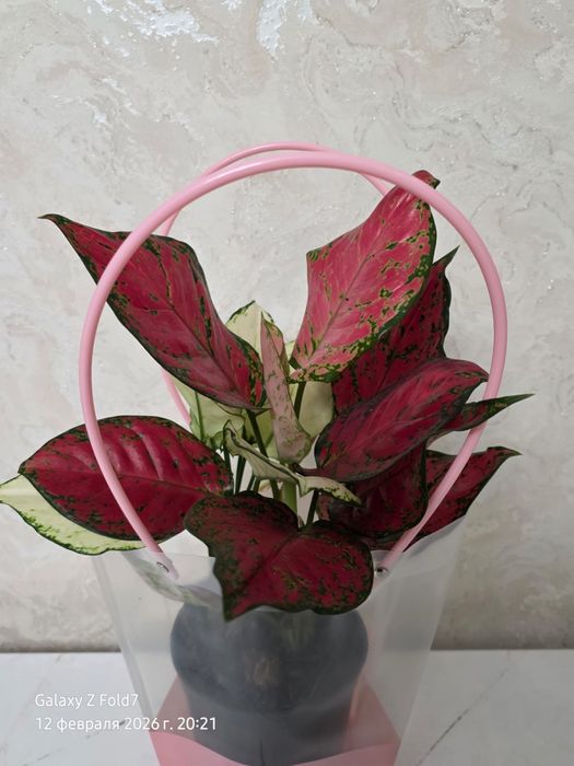 Цветы домашние аглонемы