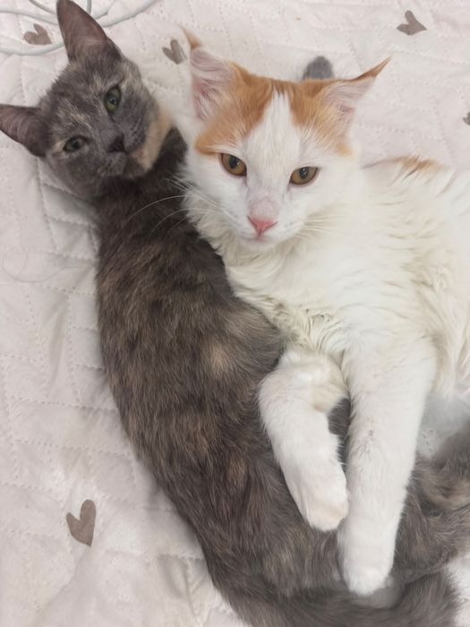 Отдам в хорошие руки котят