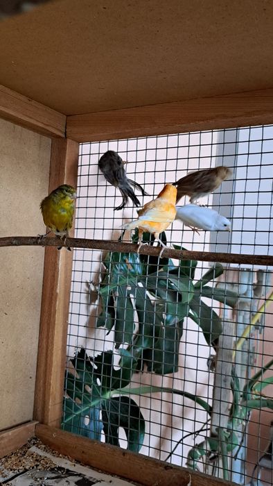 Канарейки. Готовые самки.