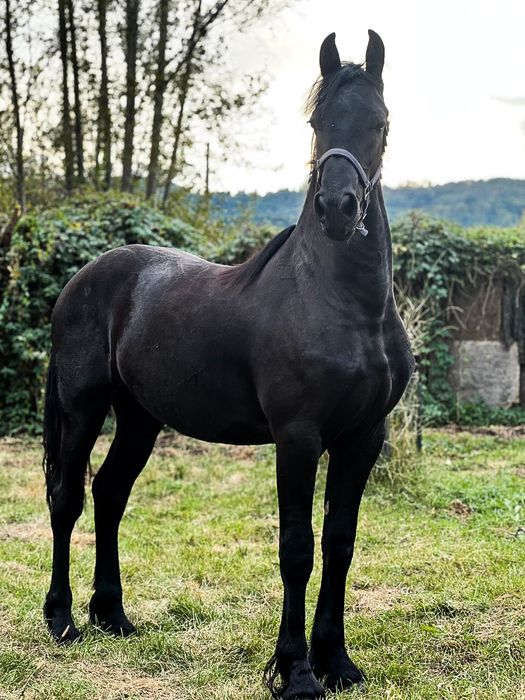Frizian/Friesian, armasar (manz) /Pedigree/pasaport/Bert 411/jasper366