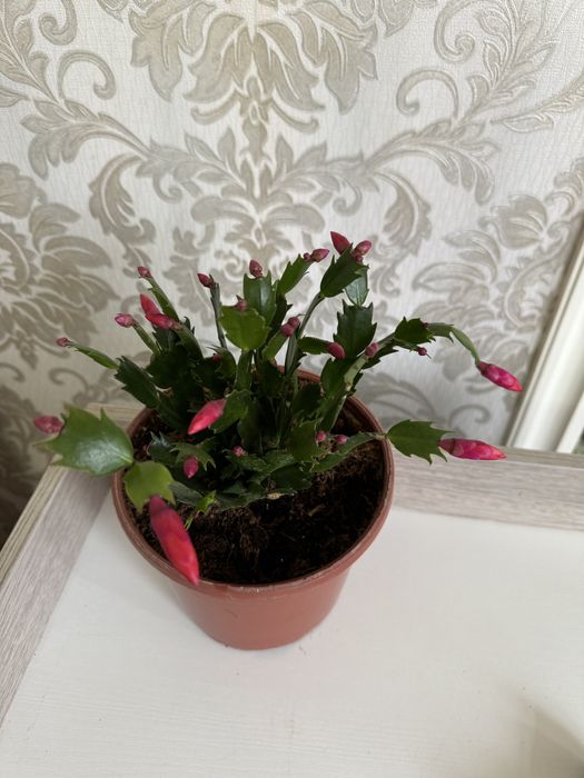 Шлюмбергера декабрист